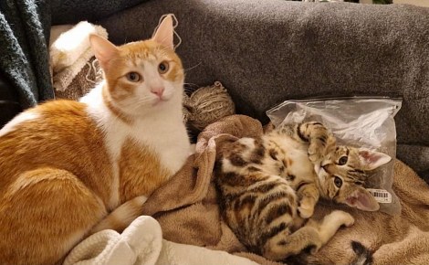 Miki, un chat d’un an, prend soin de Mila, 3 mois, et ne sera adopté qu’avec sa petite compagne