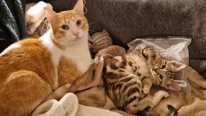 Illustration : Miki, un chat d’un an, prend soin de Mila, 3 mois, et ne sera adopté qu’avec sa petite compagne
