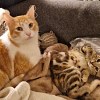 Illustration : Miki, un chat d&rsquo;un an, prend soin de Mila, 3 mois, et ne sera adopt&eacute; qu&rsquo;avec sa petite compagne