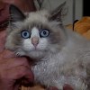 Illustration : Un chat enferm&eacute; dans un sac ficel&eacute; finit dans une benne, puis un bruit alerte les employ&eacute;s