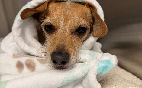 Les vétérinaires pensent à une tumeur et retirent une pomme de terre entière de l'estomac d'une chienne de 7 ans