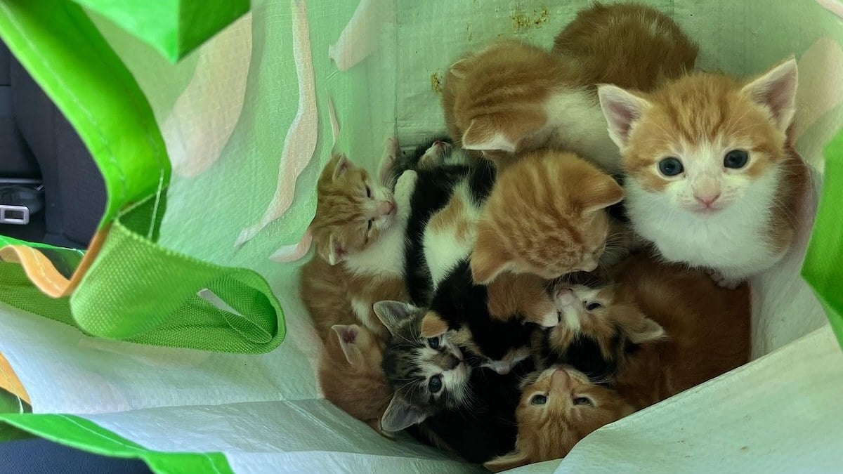 Illustration : "14 chatons abandonnés dans un cabas en plastique trouvent refuge chez un éboueur et sa famille"