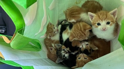 Illustration : 14 chatons abandonn&eacute;s dans un cabas en plastique trouvent refuge chez un &eacute;boueur et sa famille