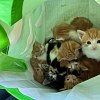 Illustration : 14 chatons abandonn&eacute;s dans un cabas en plastique trouvent refuge chez un &eacute;boueur et sa famille