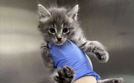 Nourri à la seringue jour et nuit, ce chaton fragile trouvé dans un champ est devenu un grand chat au pelage fourni