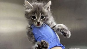 Illustration : Nourri à la seringue jour et nuit, ce chaton fragile trouvé dans un champ est devenu un grand chat au pelage fourni