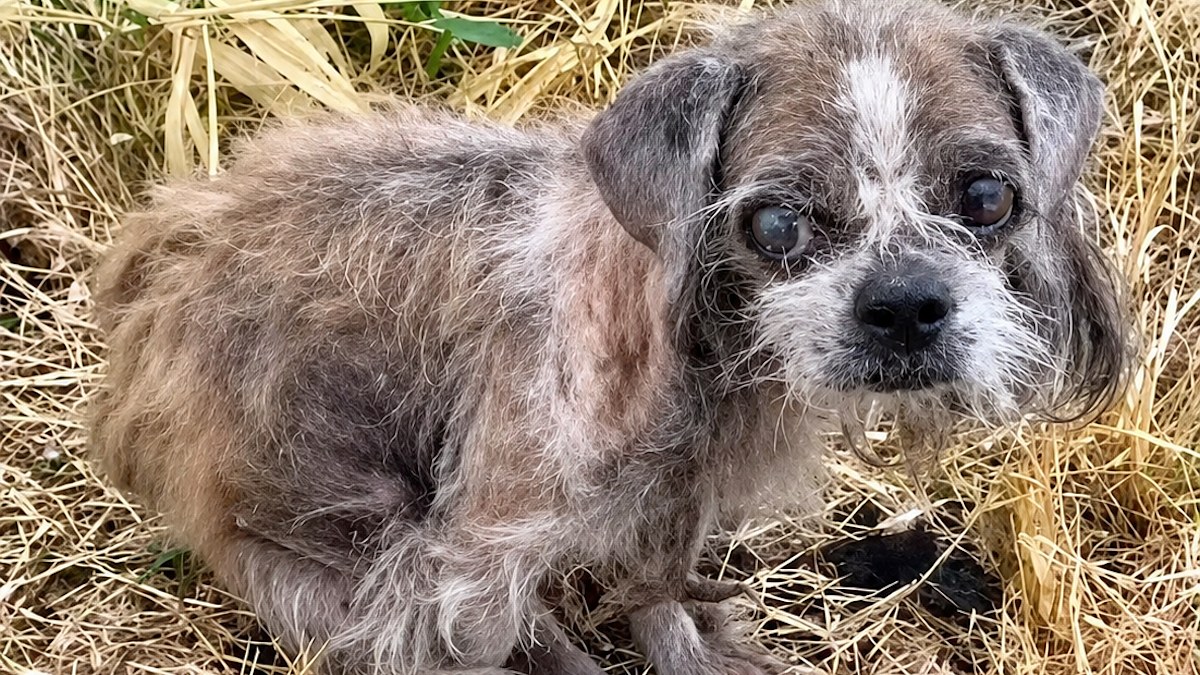 Illustration : "Une chienne abandonnée dans une décharge est entourée de vautours quand les secours sont alertés"