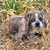 Illustration : Une chienne abandonn&eacute;e dans une d&eacute;charge est entour&eacute;e de vautours quand les secours sont alert&eacute;s