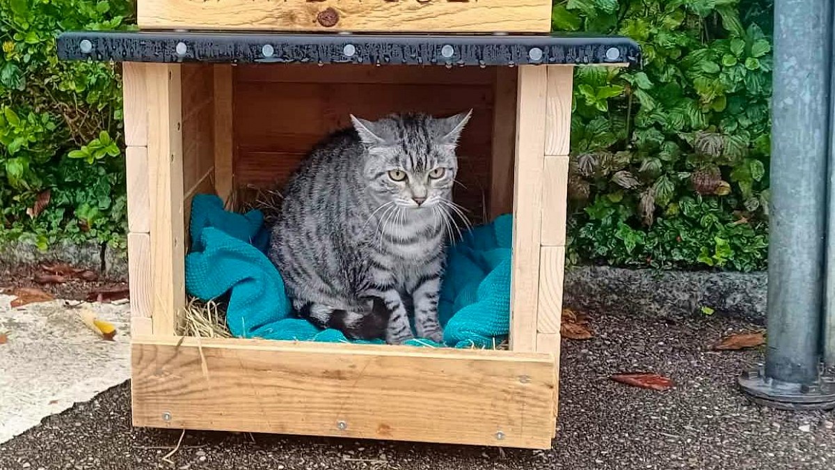 Illustration : "Cette chatte attend son humaine pendant des heures à l’arrêt de bus, un inconnu lui construit un abri (vidéo)"
