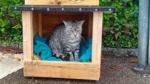 Illustration : Cette chatte attend son humaine pendant des heures à l’arrêt de bus, un inconnu lui construit un abri (vidéo)