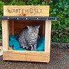 Illustration : Cette chatte attend son humaine pendant des heures &agrave; l&rsquo;arr&ecirc;t de bus, un inconnu lui construit un abri (vid&eacute;o)