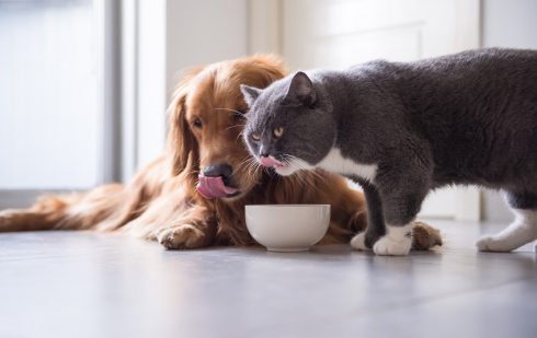 Illustration : "Chiens et chats : quelle alimentation leur offrir pour les garder en bonne santé ?"