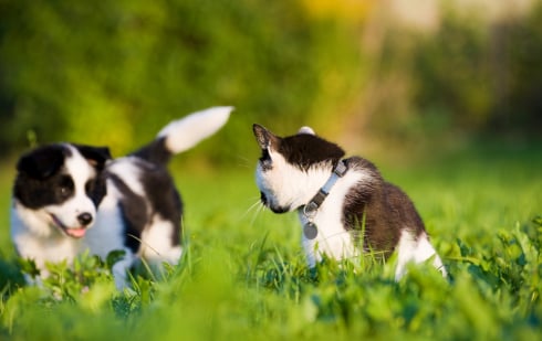 Illustration : "Agir contre les parasites externes chez le chien et le chat"