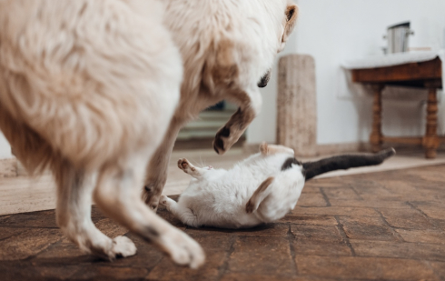 Illustration : "Comment accompagner son chien ou son chat pour faire face aux situations déstabilisantes ?"