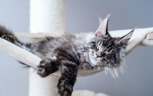 Illustration : "Comprendre et apaiser le stress chez le chat"