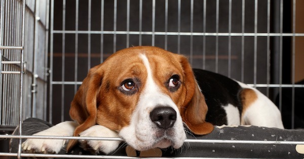 💥 Meilleures cages pour chiens 2024 - guide d'achat et comparatif