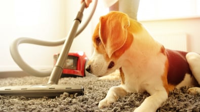 Aspirateur pour chien à ventouse pour hommes batterie sans fil