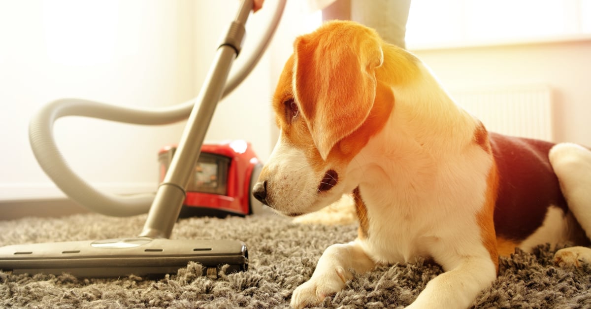 Brosse Aspirateur Chien et Chat