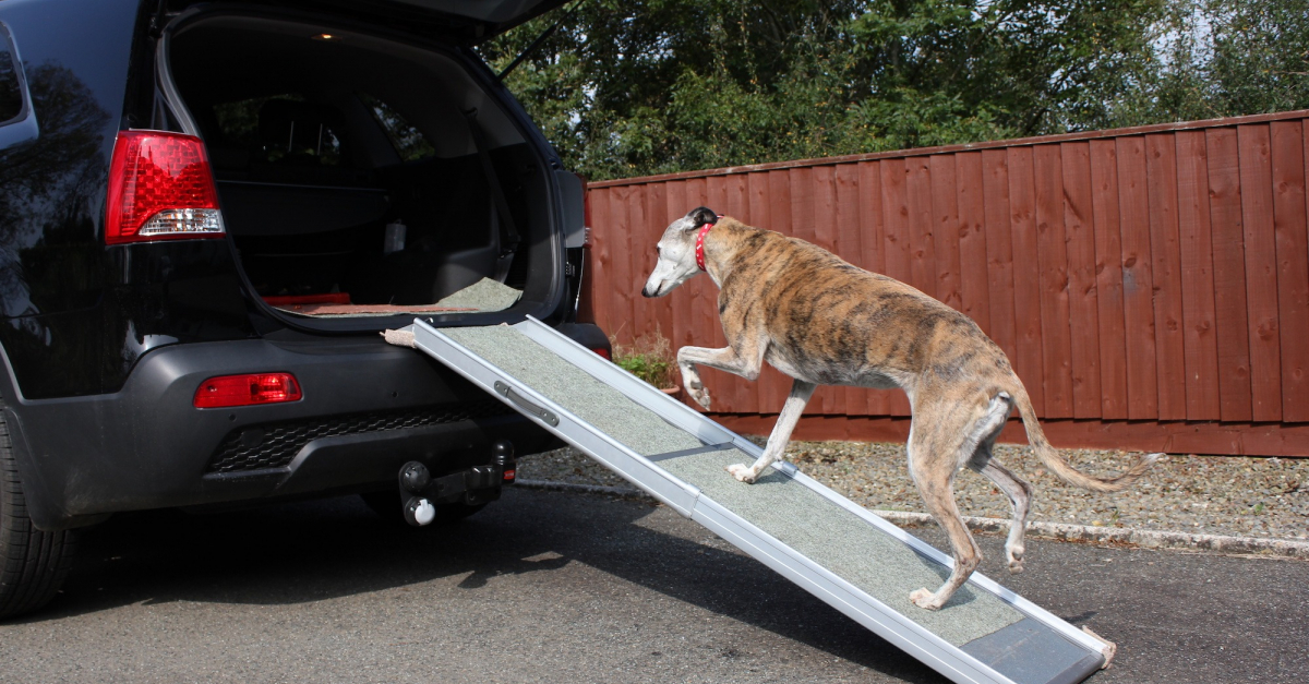 La rampe d'accès au coffre de voiture pour chien