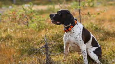 Photo : Meilleur collier GPS pour chien