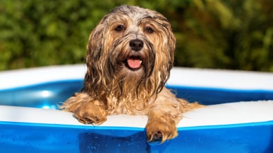 Photo : Meilleure piscine pour chien