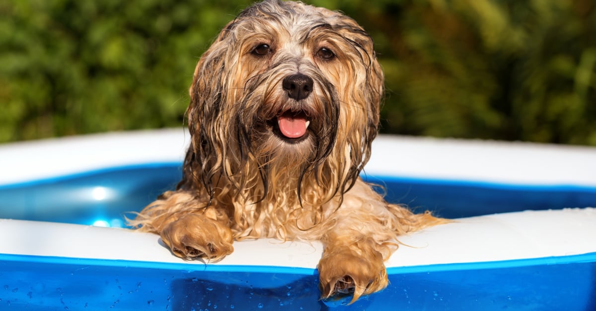 Piscine pliable pour chiens Bain pour animaux de compagnie Baignoire  Baignoire extérieure intérieure piscine pliable pour chiens Chats Piscine  pour enfants