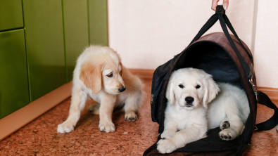 Photo : Meilleur sac de transport pour chien