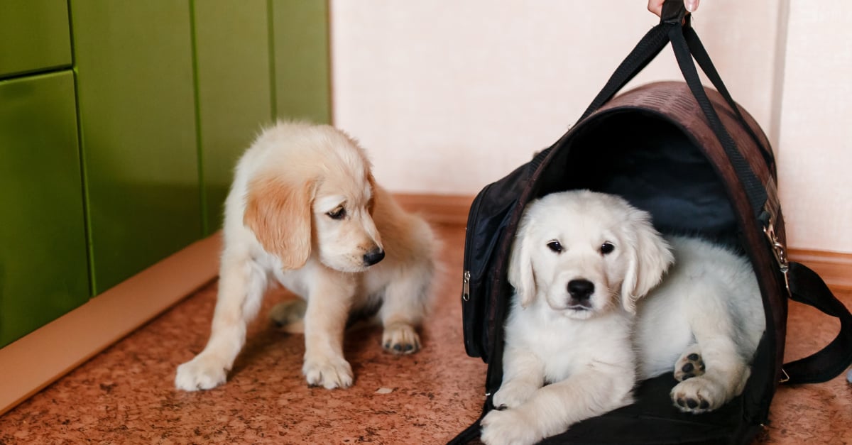 Meilleur sac de transport pour chien