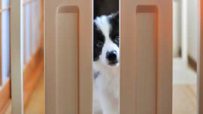 Barrière chien intérieur - Trouvez le meilleur prix sur leDénicheur