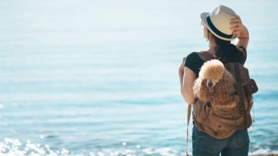 Photo : Meilleur sac à dos pour chien