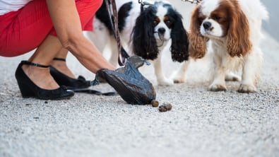 Photo : Meilleur ramasse crottes de chien