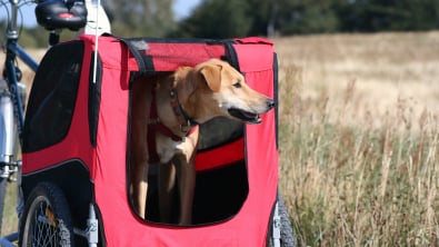 Photo : Meilleure remorque vélo pour chien