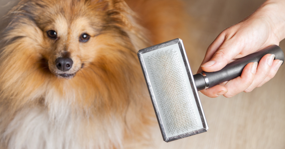 matériel de toilettage pour brosser son chien ou son chat à fourrure dense,  à poils longs ou frisés