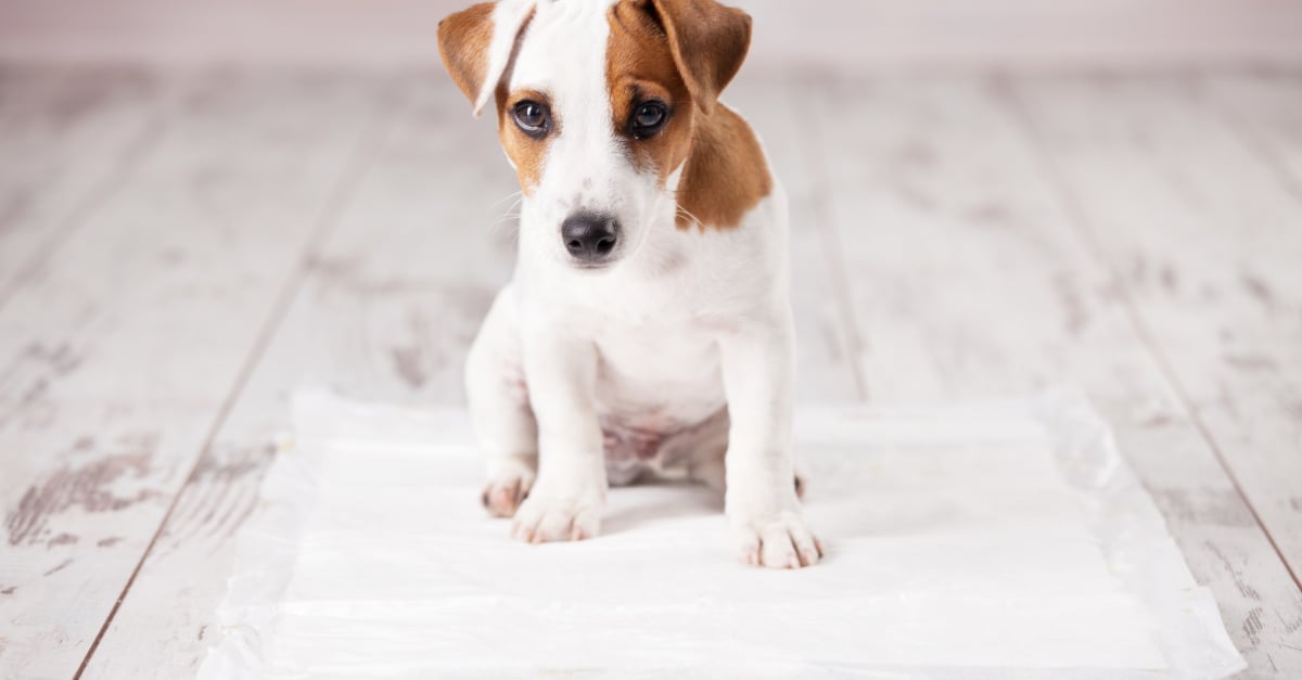 Meilleure litière pour chien