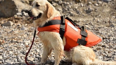 Gilet de sécurité à l\'eau et de sauvetage pour chien en mer