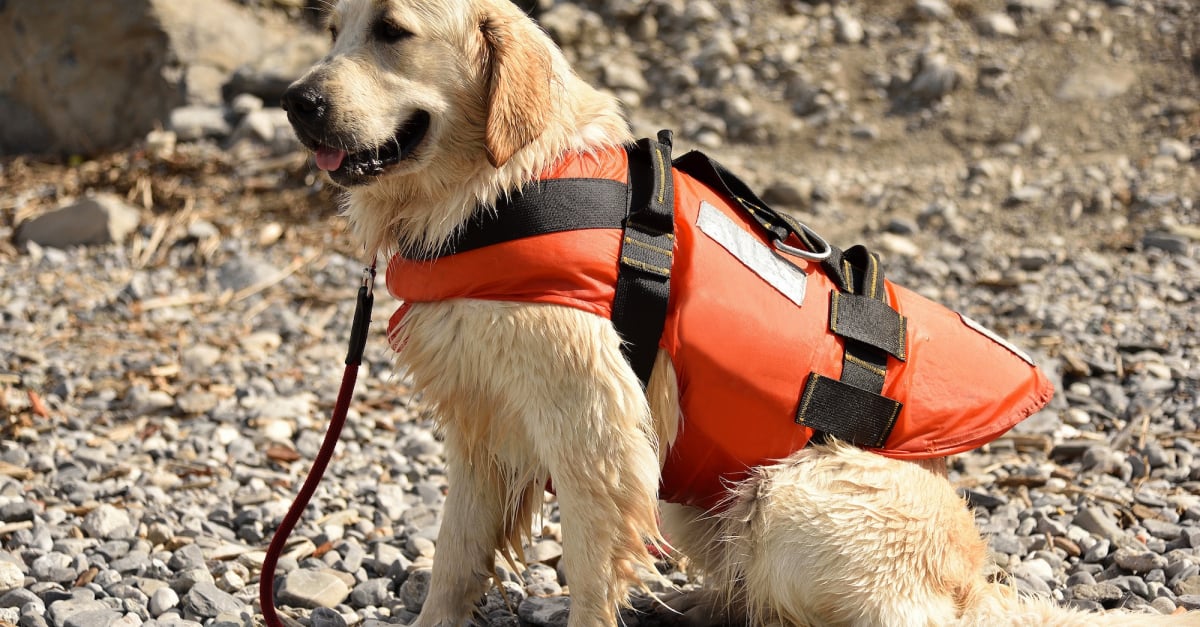 gilet de sauvetage pour chien ezydog