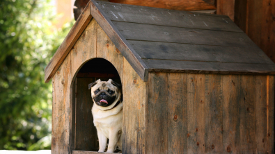 Photo : Meilleure niche pour chien