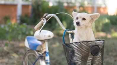 Photo : Meilleur panier vélo pour chien