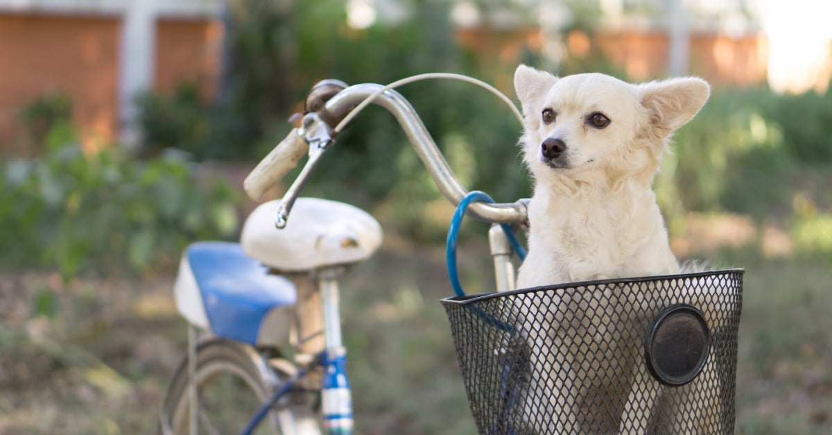 Meilleur panier vélo pour chien