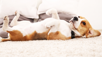 Photo : Meilleur tapis pour chien
