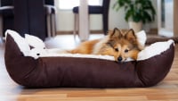 Illustration : "Meilleur panier pour chien"