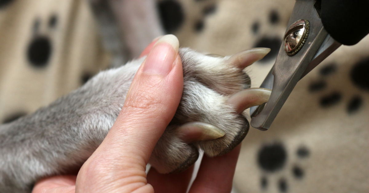 Meilleur Coupe Griffes Pour Chien