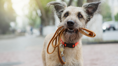 Photo : Meilleure laisse pour chien