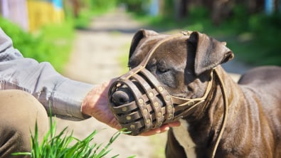 Photo : Meilleure muselière pour chien