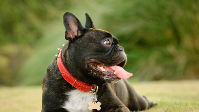 Photo : Meilleur collier pour chien