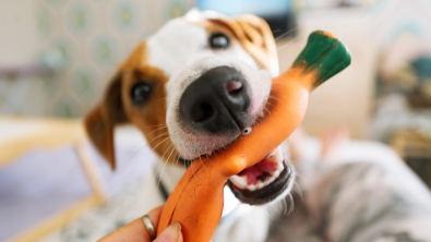 Photo : Meilleur jouet pour chien