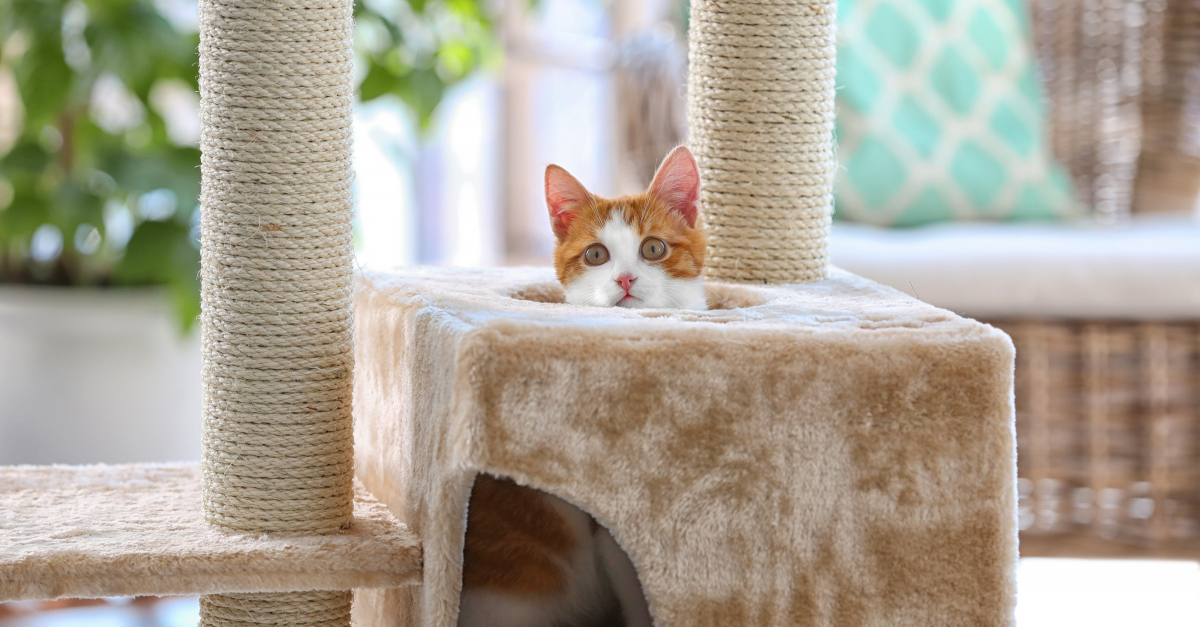 Meilleur Arbre A Chat Meilleur Arbre A Chat