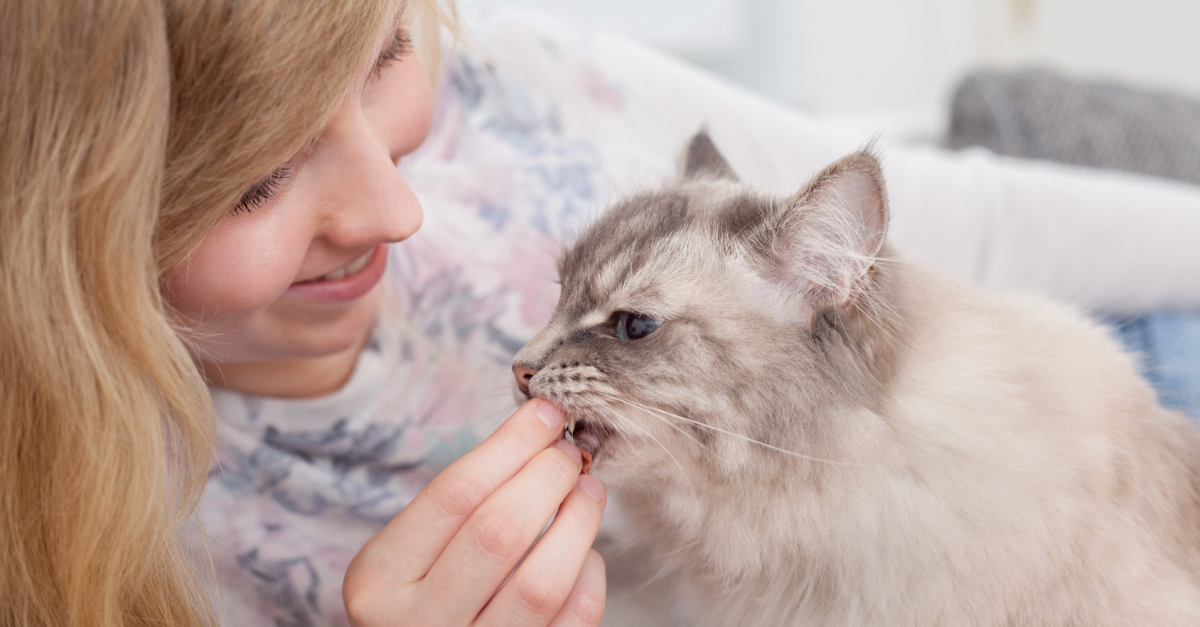 Meilleur Vermifuge Pour Chat Meilleur Vermifuge Pour Chat