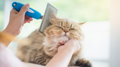 Photo : Meilleure brosse pour chat