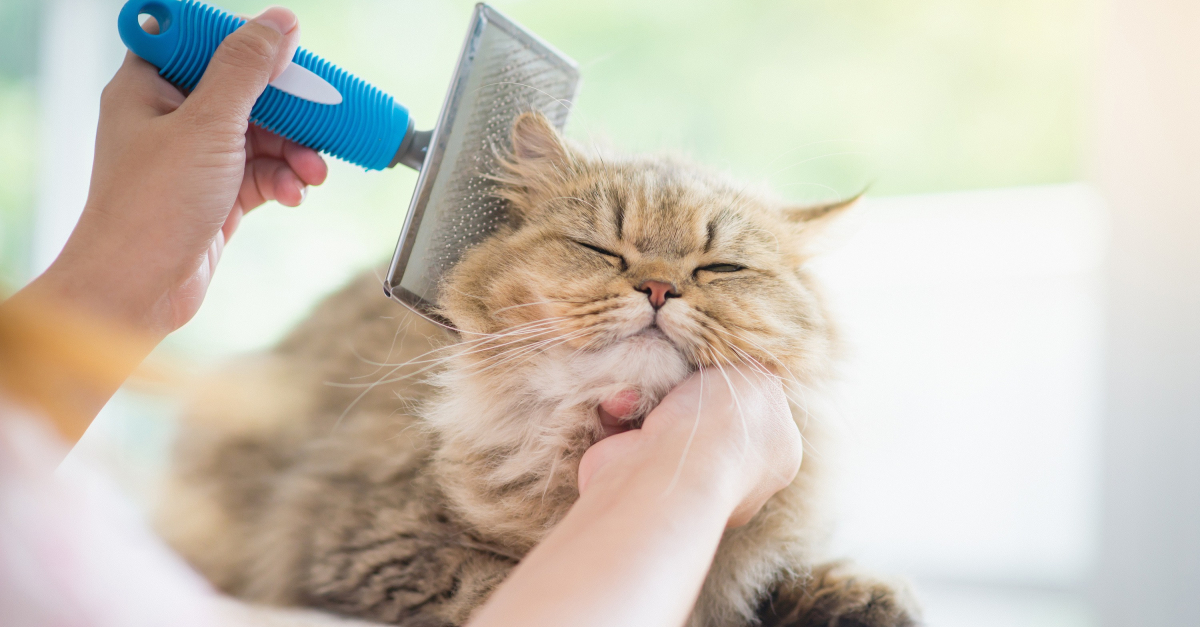 Meilleure Brosse Pour Chat